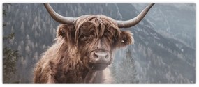 Tablou - Vaca Highlander (120x50 cm)