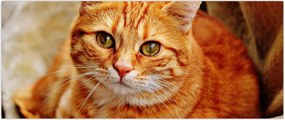 Tablou - Pisica tolenită (120x50 cm)