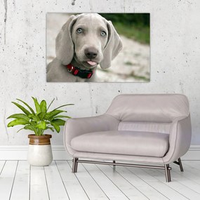 Tablou - cățeluș weimaraner (90x60 cm)