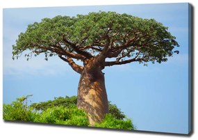 Tablou pe pânză canvas Baobab