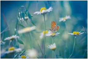 Tablou - Fluture pe margaretă (90x60 cm)