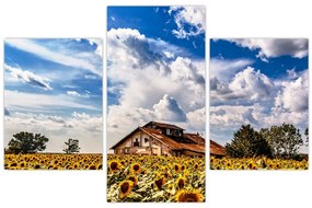 Tablou cu câmp de floarea soarelui (90x60 cm)