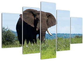 Tablou cu elefant (150x105 cm)