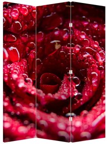 Paravan - floarea trandafirului roșu (126x170 cm)