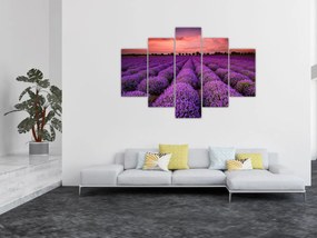 Tablou - Câmp de lavandă (150x105 cm)
