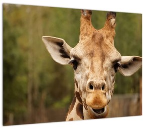 Tablou girafe (70x50 cm)