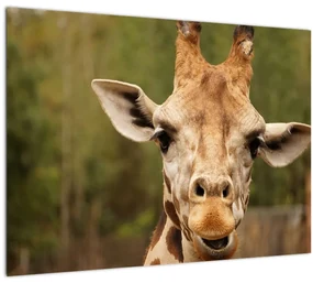 Tablou girafe (70x50 cm), în 40 de alte dimensiuni noi