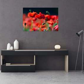 Tablou - flori de maci (90x60 cm)