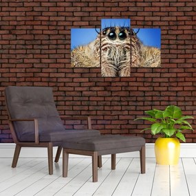 Tablou cu detalii a unui pâianjen (90x60 cm)