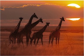Tablou - Girafe în savana africană (90x60 cm)