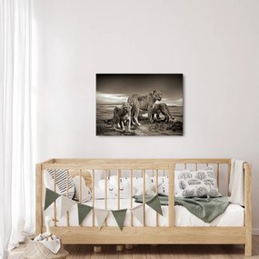 Tablou cu leii alb negri (70x50 cm)