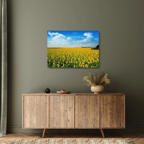 Tablou pe sticlă - câmp cu floarea soarelui (70x50 cm)