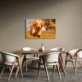 Tablou - Golden Retriever (90x60 cm)