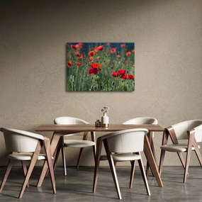 Tablou - Lunca cu maci (70x50 cm)