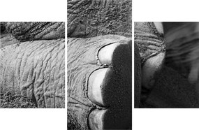 Tablou - Picior de elefant (90x60 cm)