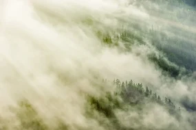 Fototapet pădure cetoasă