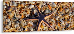 Tablou cu stea de mare (120x50 cm)
