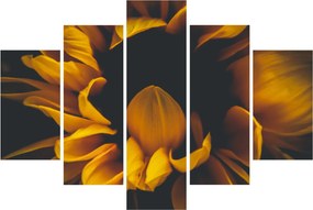 Tablou - Floarea-soarelui în fundal negru (150x105 cm)