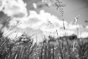 Fototapet, Straw, Graphite, Rebel Walls