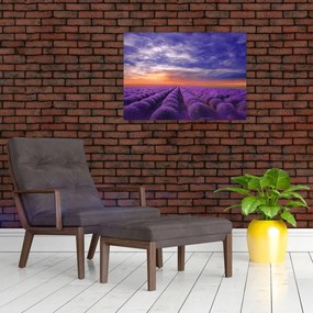 Tablou câmpului cu lavandă (70x50 cm)