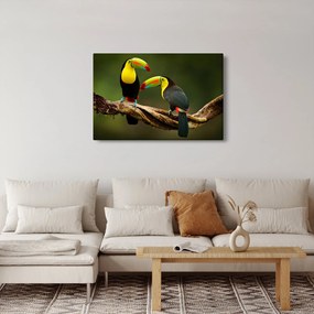 Tablou tucani sezând , Costa Rica (90x60 cm)