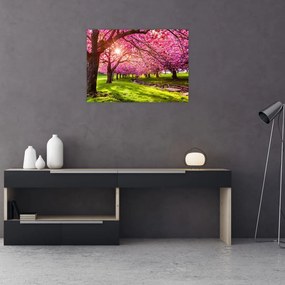 Tablou pe sticlă - Cireși înfloriți, Hurd Park, Dover, New Jersey (70x50 cm)