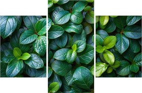 Tablou - Plante verzi (90x60 cm)