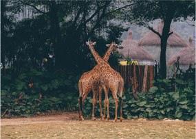 Tablou cu două girafe (70x50 cm)