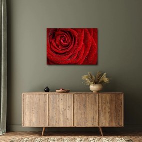 Tablou - detaliu de trandafir (70x50 cm)
