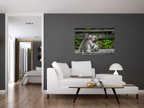 Tablou - maimuțica (90x60 cm)
