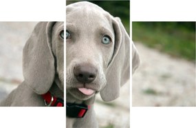 Tablou - cățeluș weimaraner (90x60 cm)