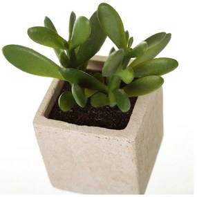 Plante artificiale 6 buc. (înălțime 9,5 cm) Cactus – Casa Selección