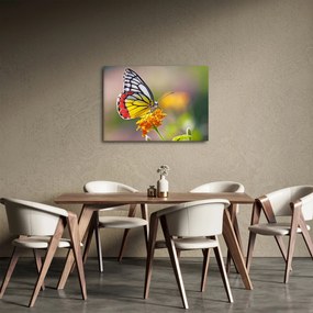 Tablou - Fluture pe floare (70x50 cm)