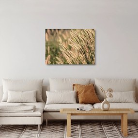 Tablou pe sticlă - Cereale (70x50 cm)