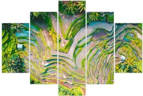 Tablou cu lanuri de orez din privire de sus (150x105 cm)