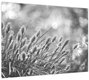 Tablou pe sticlă - Iarbă moale bej N⁰1 (70x50 cm)