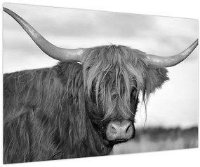 Tablou - Vacă scoțiană 2,alb-negru (90x60 cm)