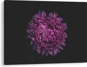 Tablou cu floare violetă (70x50 cm)