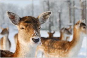 Tablou - Cerbi (90x60 cm)