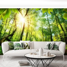Fototapet fag Forest