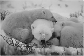Tablou - Urși polari, alb-negru (90x60 cm)