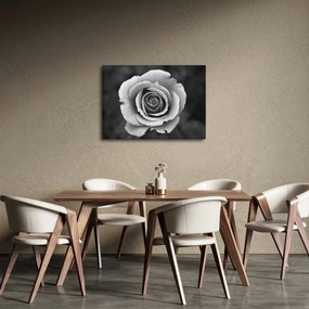 Tablou - Trandafir (70x50 cm)