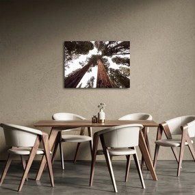 Tablou - Privire prin vârfurile copacilor (70x50 cm)