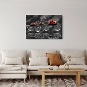 Tablou - Floarea-soarelui, alb și negru (90x60 cm)