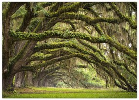 Tablou pe sticlă - Oaks Avenue, Charleston, Carolina de Sud, SUA (70x50 cm)