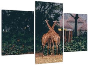 Tablou cu două girafe (90x60 cm)