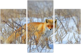 Tablou - Vulpe (90x60 cm)