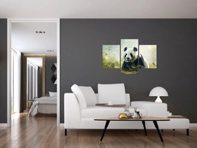 Tablou - Panda (90x60 cm)