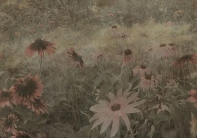 Fototapet, Dreamy Rudbeckia, Pink, Rebel Walls