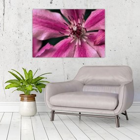 Tablou cu floarea roz de clematis (90x60 cm)